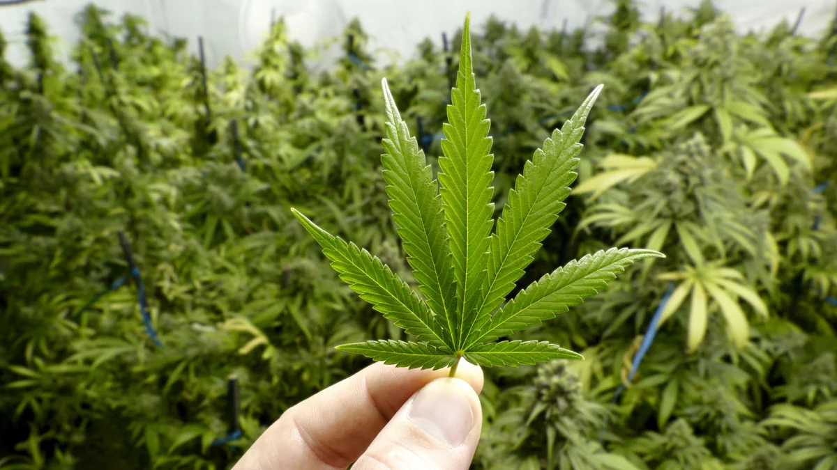 Italien: Anbau von Cannabis für den Eigenbedarf ab sofort legal