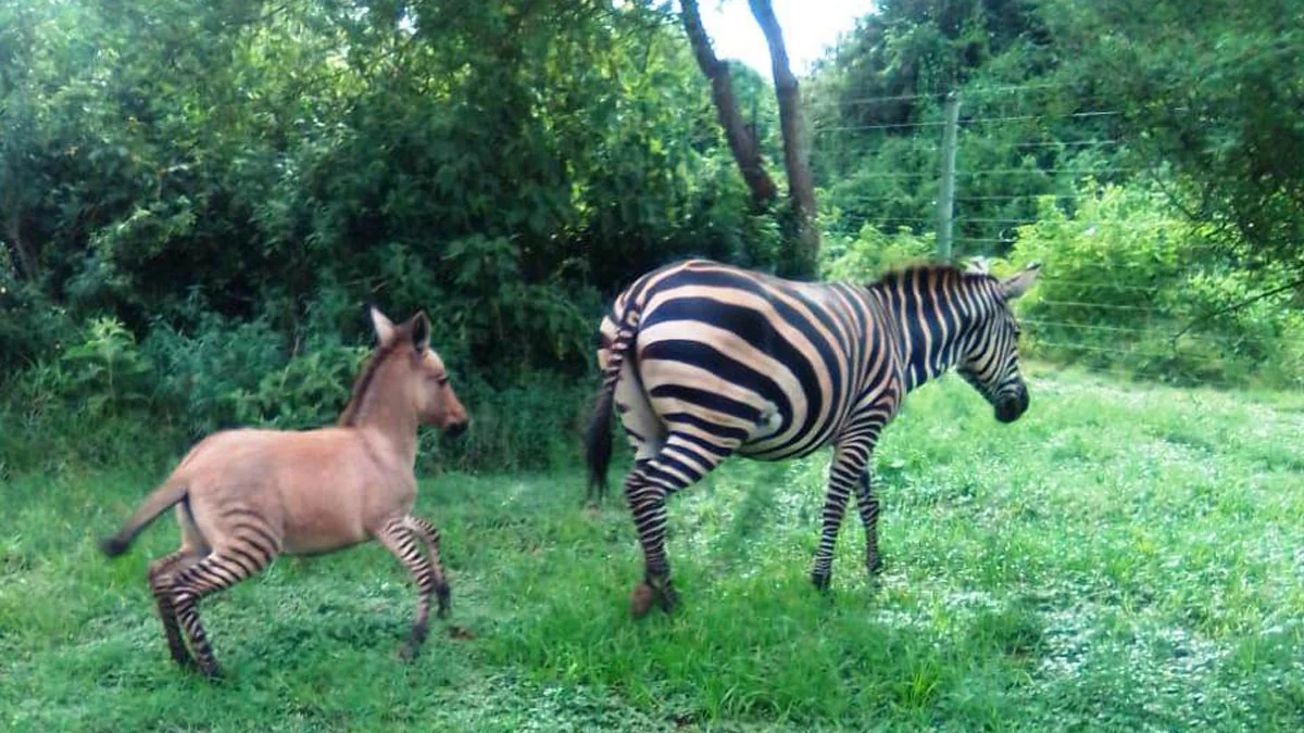 Zesel: Nach der Paarung mit einem Esel bringt ein Zebra ein seltenes Zesel-Baby zur Welt