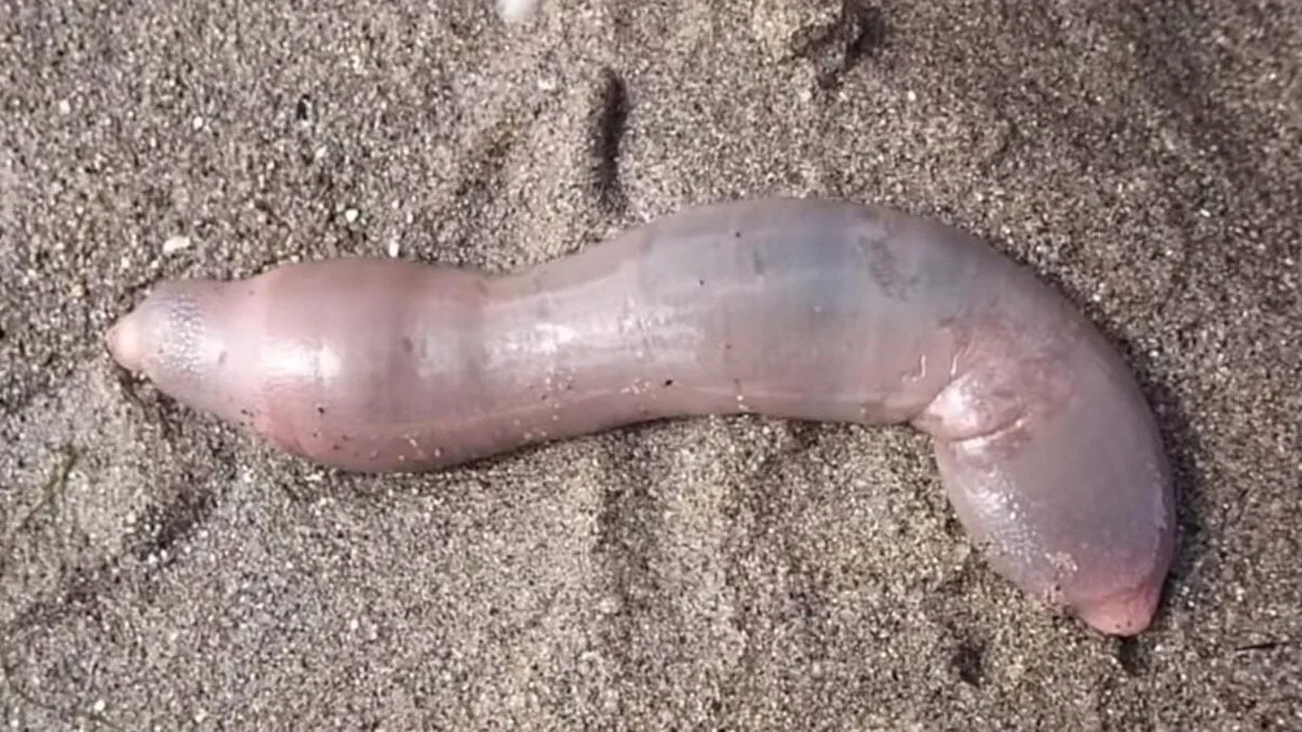 Kalifornien: Tausende Penisfische an Küste entdeckt