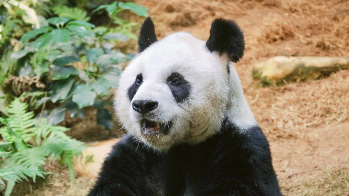 Zoo von Hongkong: Riesen-Pandas paaren sich nach 10 Jahren zum ersten Mal