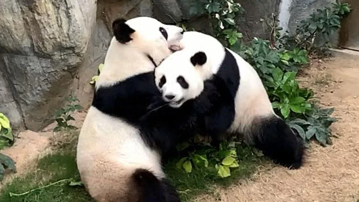 Zoo von Hongkong: Riesen-Pandas paaren sich nach 10 Jahren zum ersten Mal