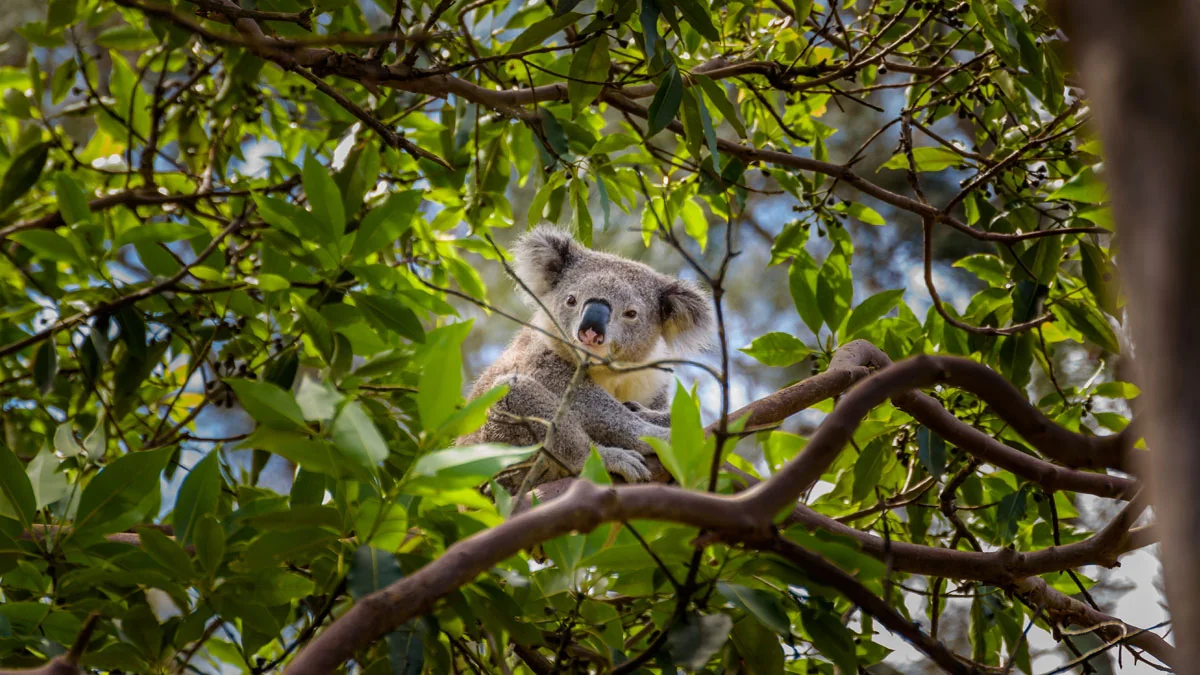 Waldbrände in Australien: Der natürliche Lebensraum der Koalas wurde zerstört