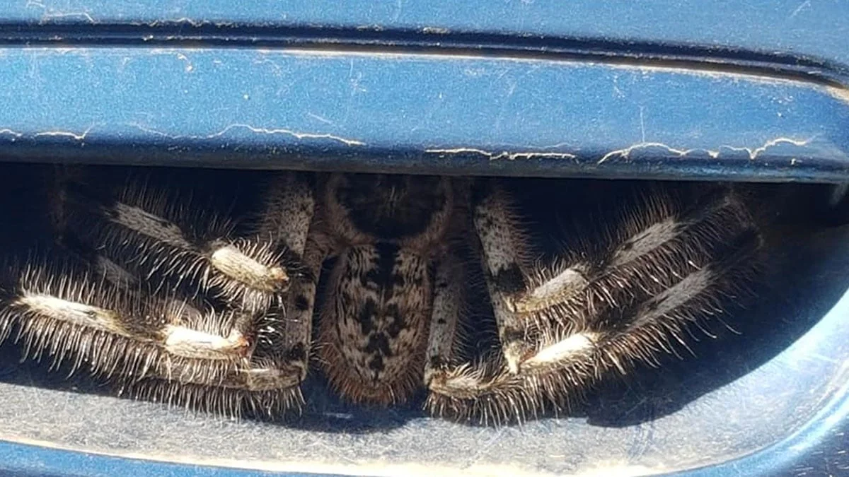 Australien: Frau weigerte sich eine Woche lang, ihr Auto zu fahren
