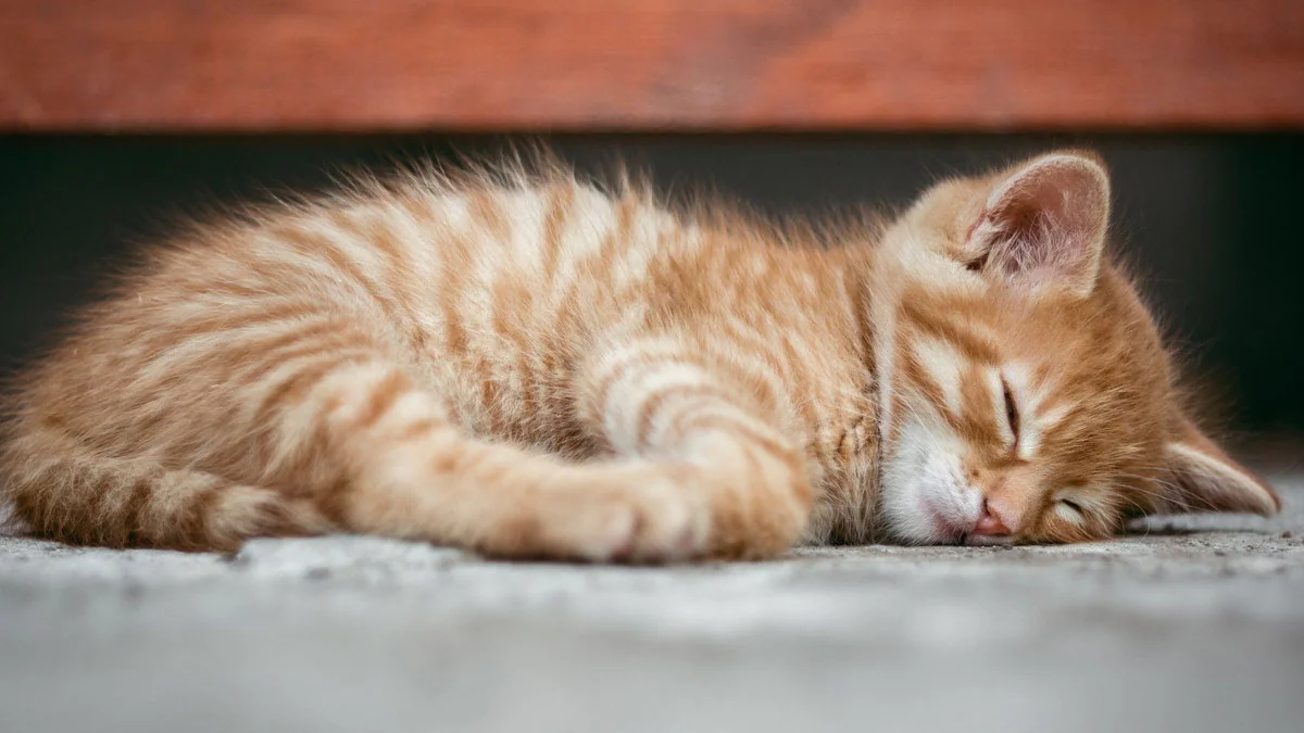 11 erstaunliche Fakten über Katzen