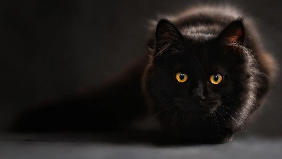 11 erstaunliche Fakten über Katzen