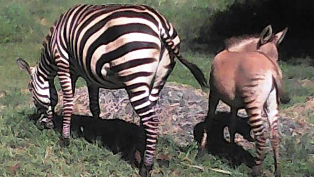 Zesel: Nach der Paarung mit einem Esel bringt ein Zebra ein seltenes Zesel-Baby zur Welt