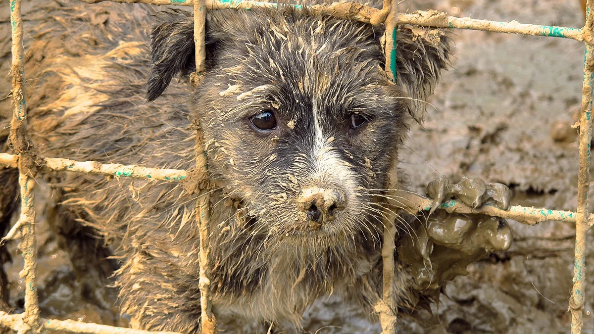 Tierquäler in den USA müssen ab sofort für bis zu 7 Jahre ins Gefängnis