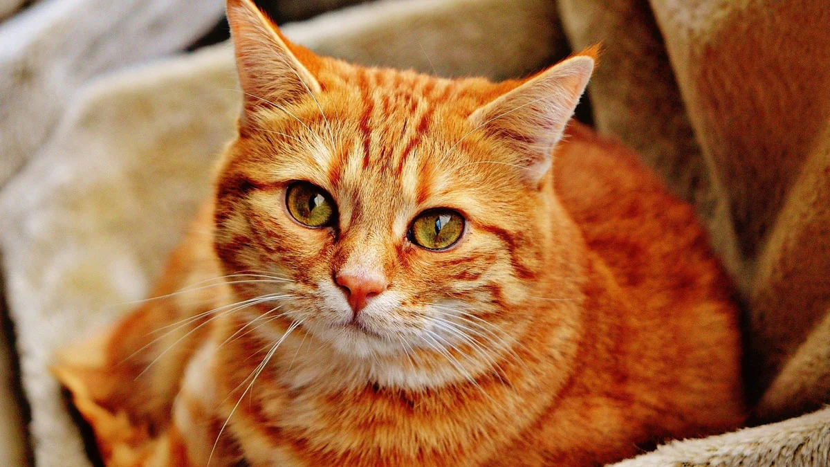 das-sind-die-beliebtesten-katzennamen-2020