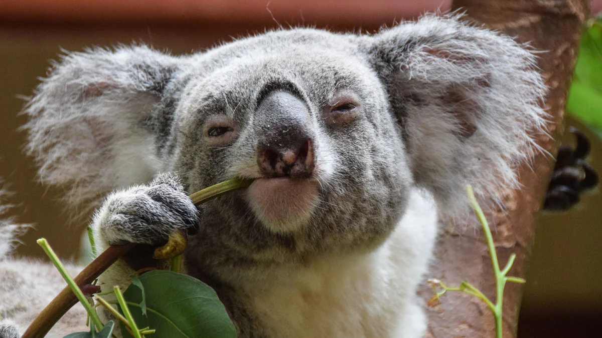 Waldbrände in Australien: Der natürliche Lebensraum der Koalas wurde zerstört