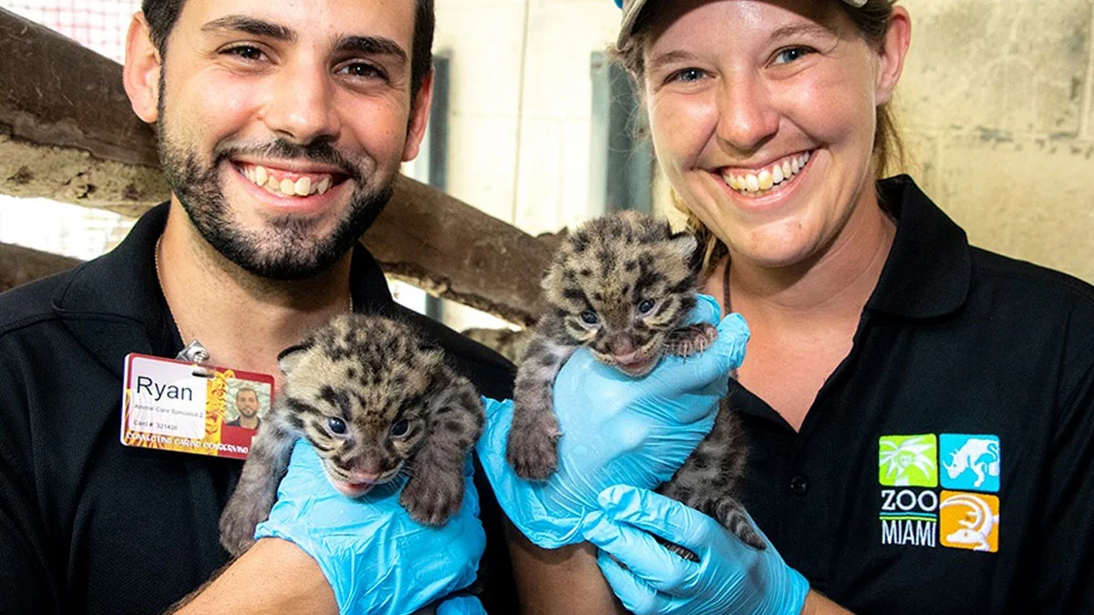 Zoo Miami: Zwei vom Aussterben bedrohte Nebelparder-Babys geboren