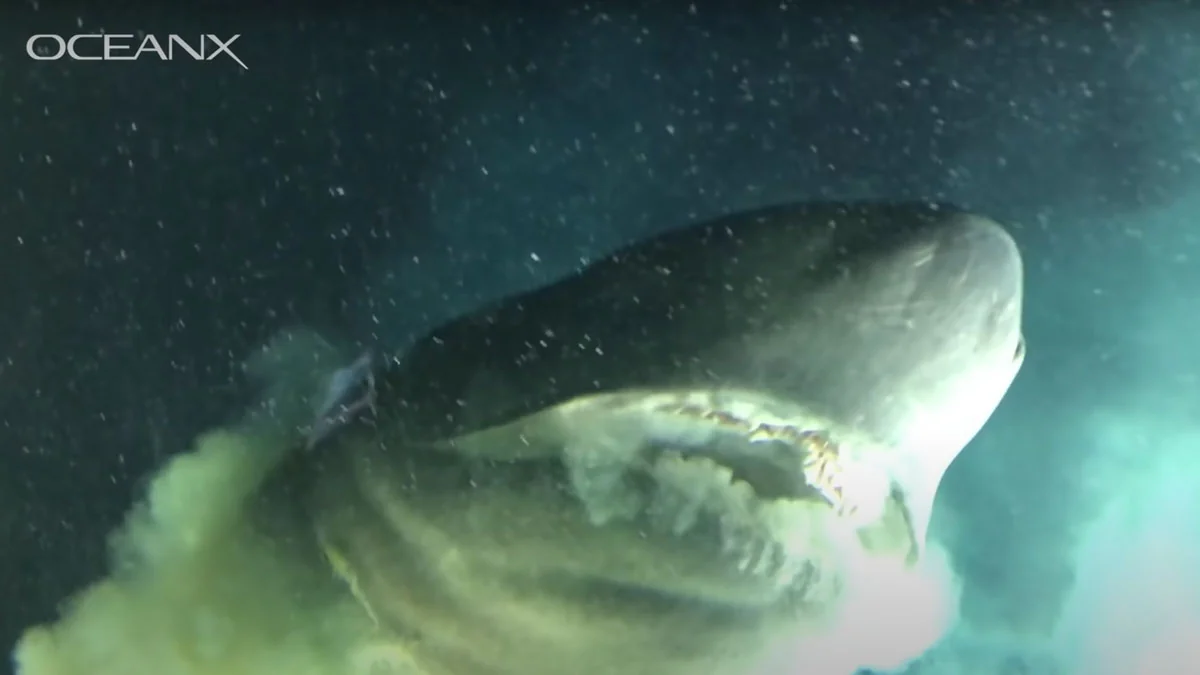 Bahamas: Forscher filmen gigantischen Hai
