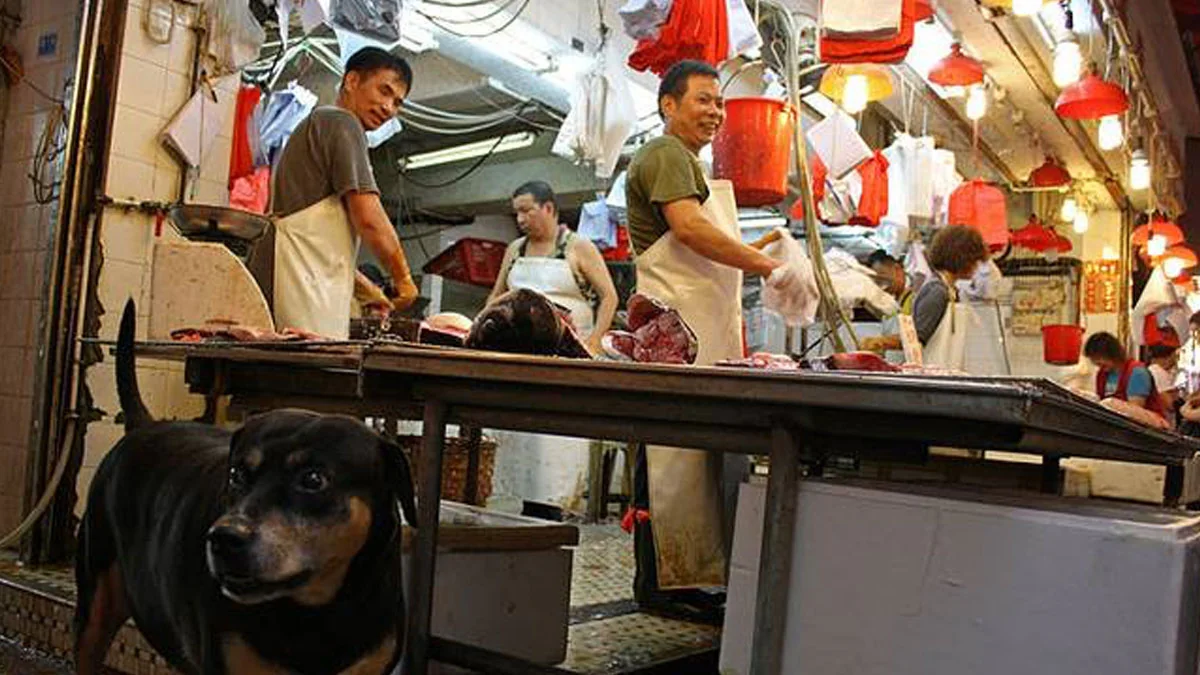 Shenzhen: Chinesische Stadt verbietet das Essen von Hunden und Katzen