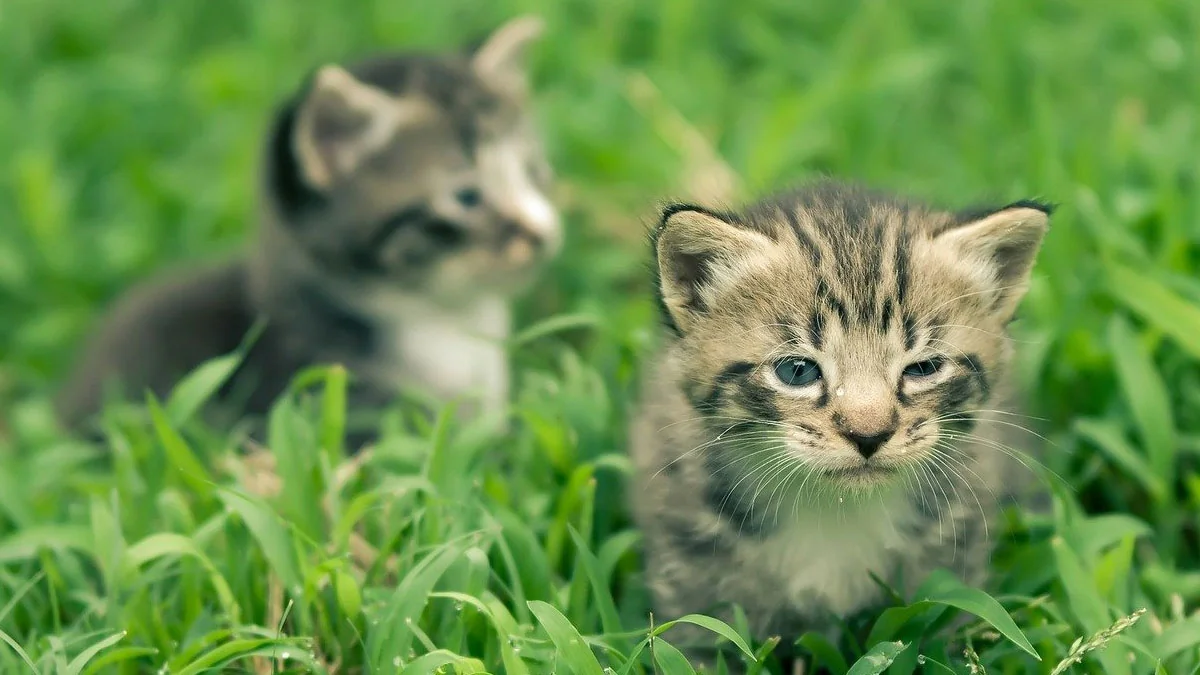 11 erstaunliche Fakten über Katzen