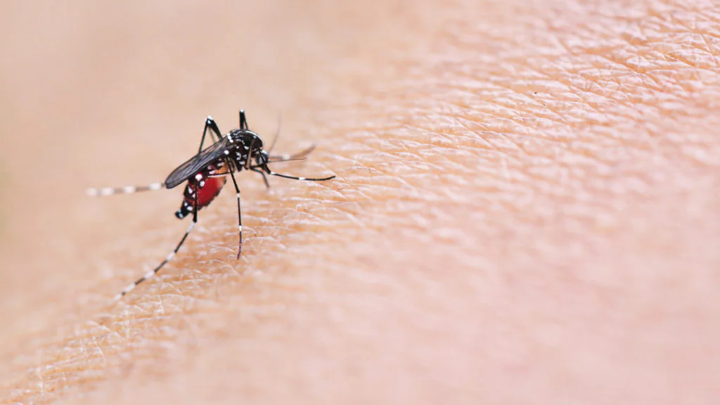West-Nil-Virus erreicht Deutschland