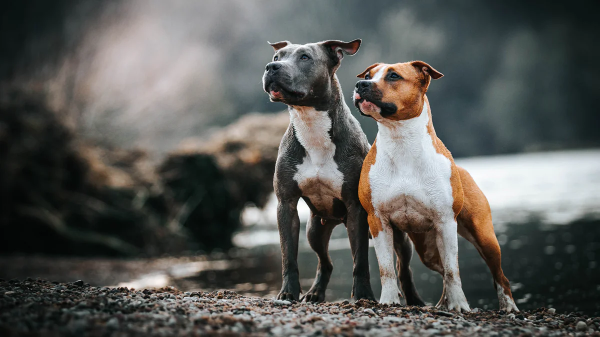 Diese Rassen gelten in Deutschland als Kampfhunde