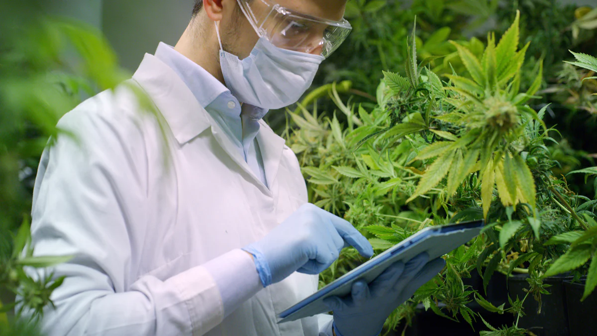 Kontrollierter Cannabis-Verkauf in Deutschland geplant