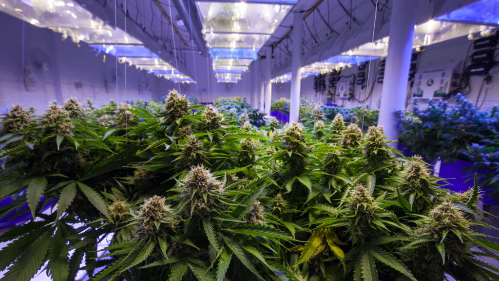 Studie enthüllt: Cannabis verbessert das Sexleben von Frauen