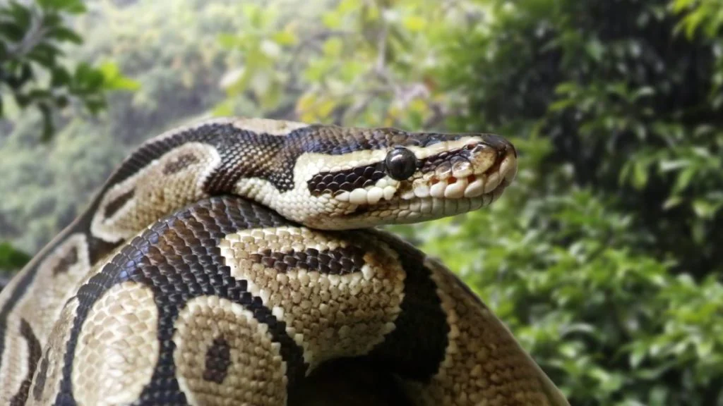 Drama in Indonesien: Frau wird aus Monster-Phyton geschnitten