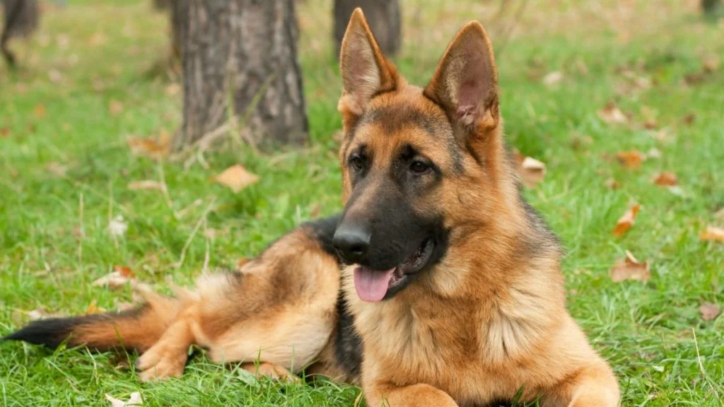 SEK knallt Hund wegen Familienstreit ab