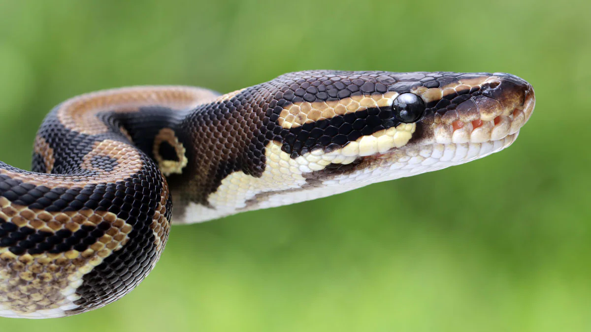 Drama in Indonesien: Frau wird aus Monster-Phyton geschnitten