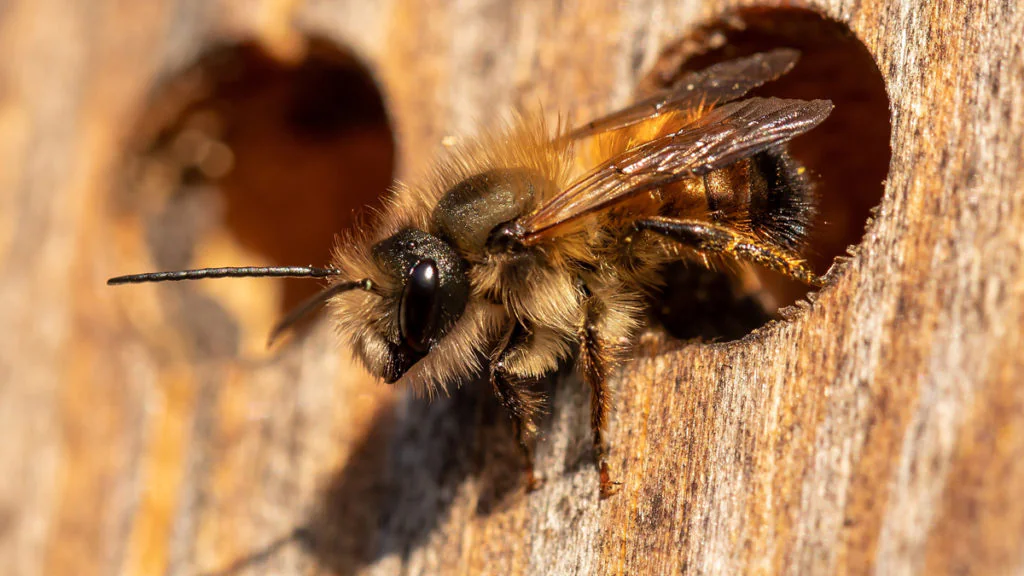 Studie: Spuren von 400 Insekten in nur einem Teebeutel nachgewiesen