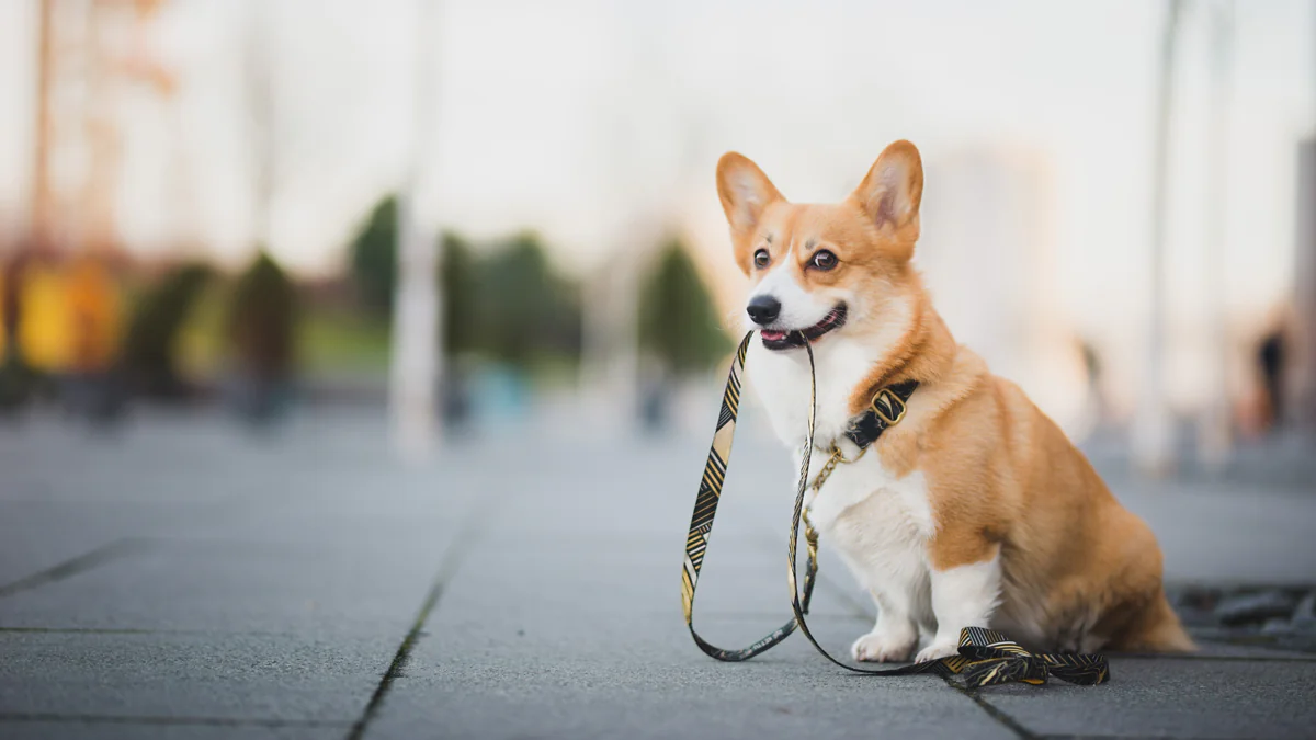 DNA-Nachweis für Hundehaufen gefordert