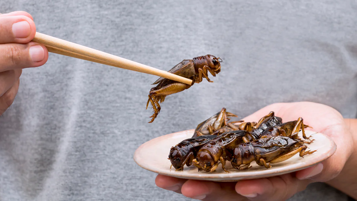 in-diesen-lebensmitteln-sind-schon-jetzt-insekten-enthalten