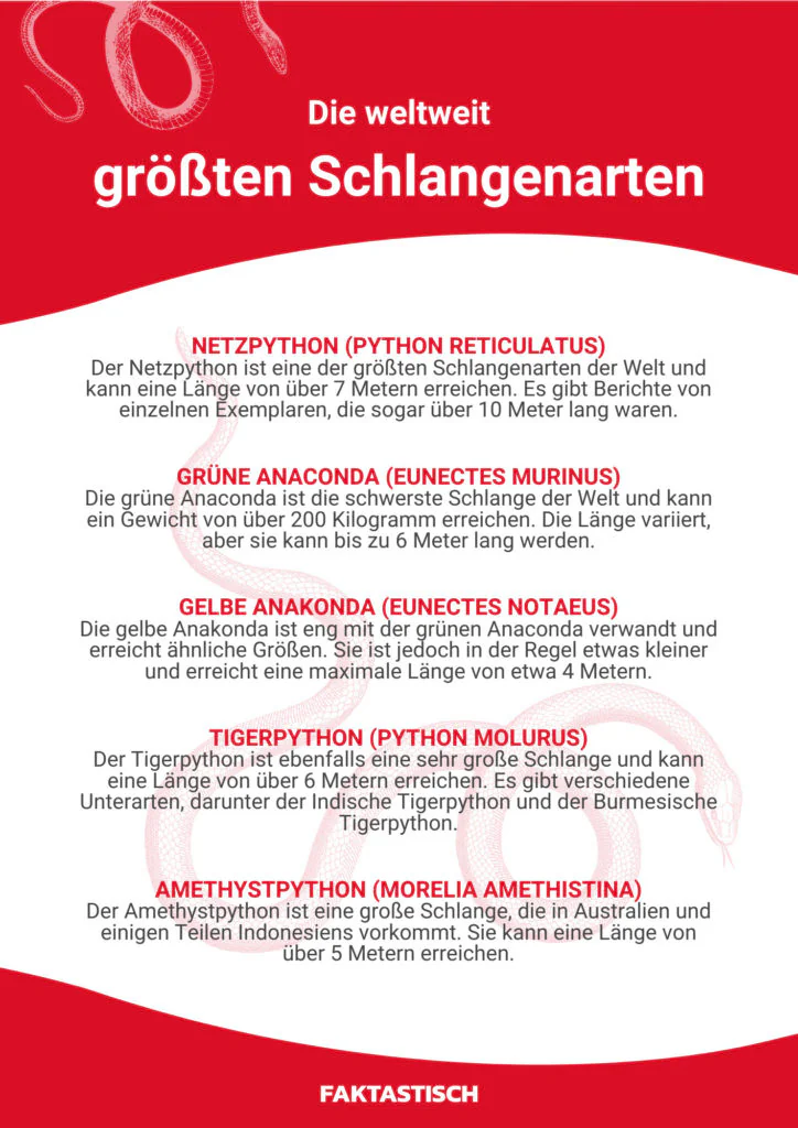 Die längste Schlange der Welt