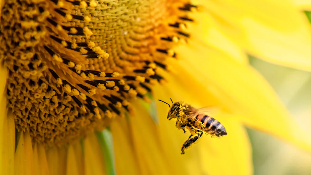 Neuer TikTok-Trend: Können Bienenpollen die Brüste wachsen lassen?