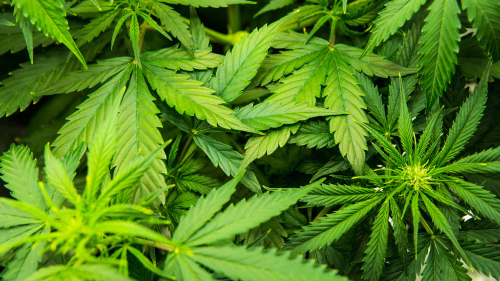 Cannabis-Legalisierung: Mediziner schlagen Alarm und warnen vor Freigabe