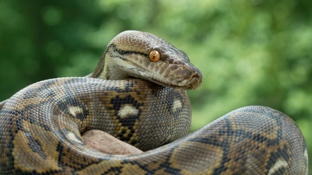 Reptil im Freibad: Phyton sorgt für Massenpanik im Freibad