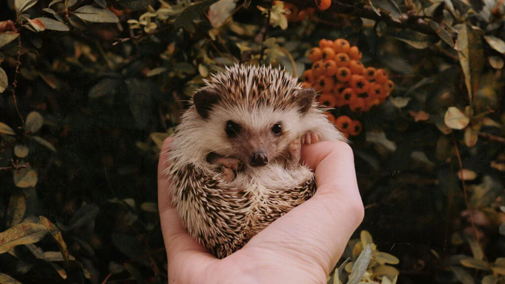 England: Frau hält Mützenbommel für Igel – und bringt ihn zum Tierarzt