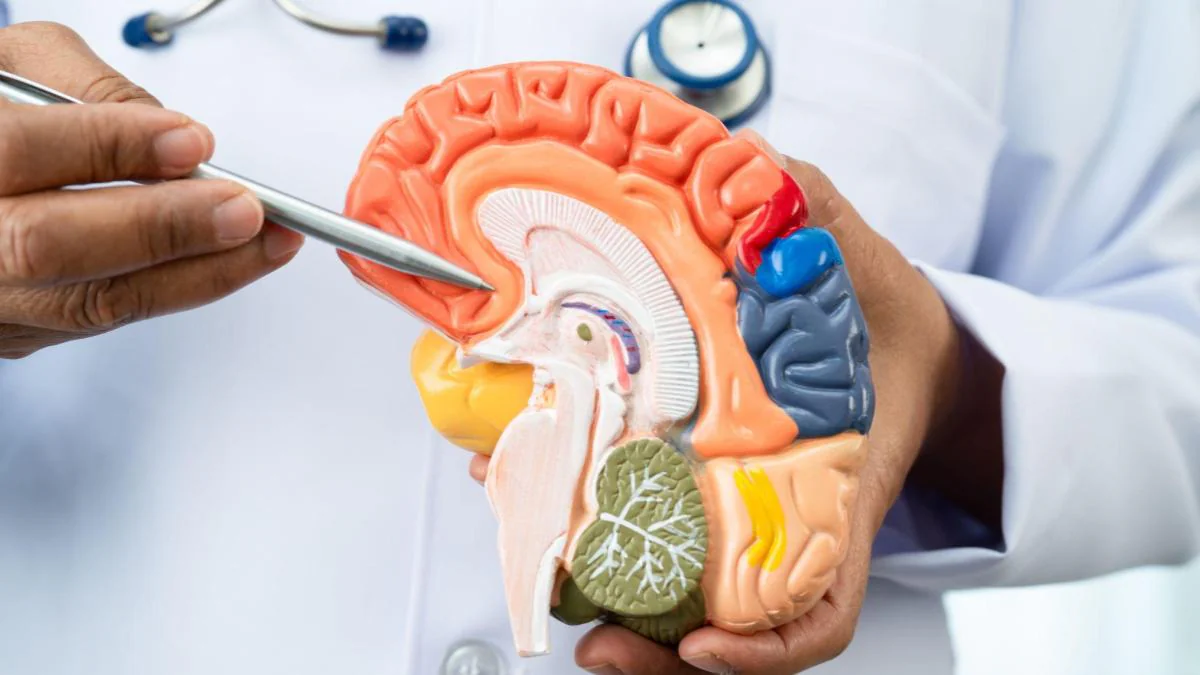 4 Gewohnheiten können Alzheimer verlangsamen – ohne Tabletten!