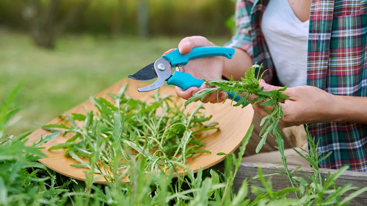 RKI warnt dringend vor Rucola -