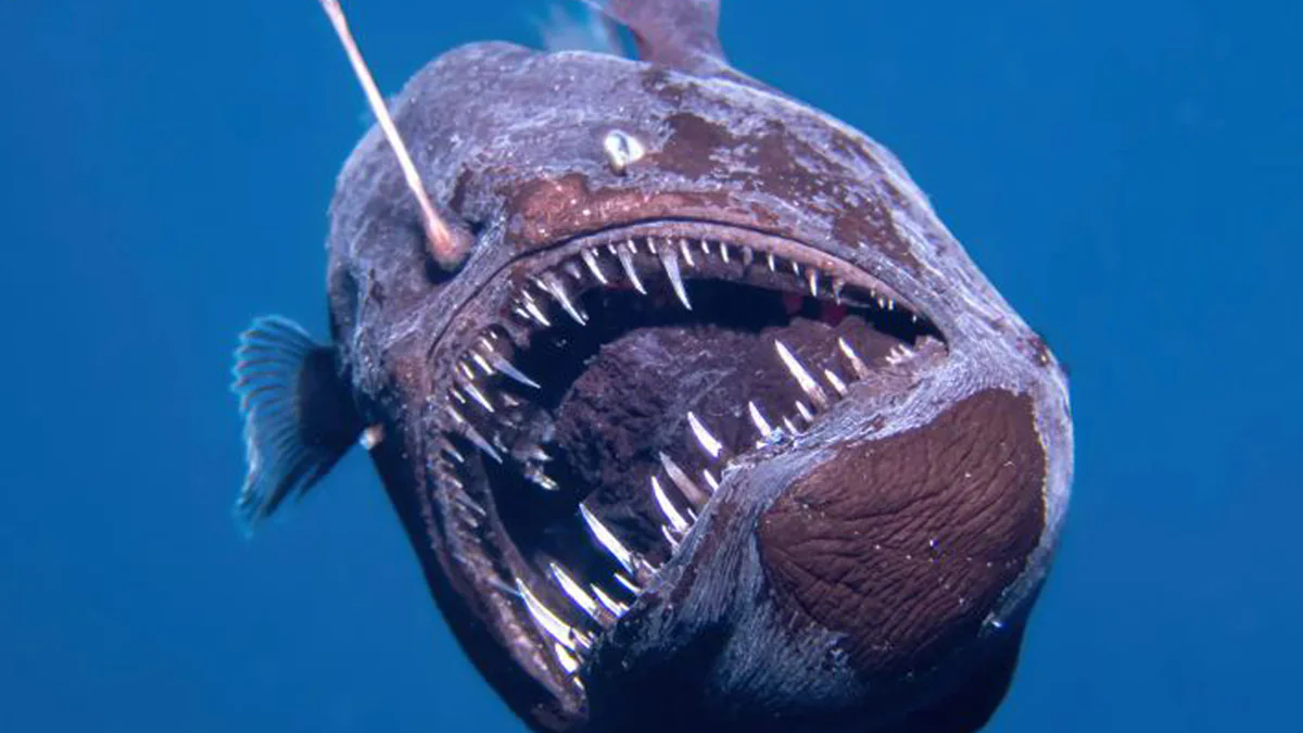 „Seemonster“ erstmals vor Teneriffa gesichtet: Anglerfisch bringt Millionen TikTok-User zum Weinen