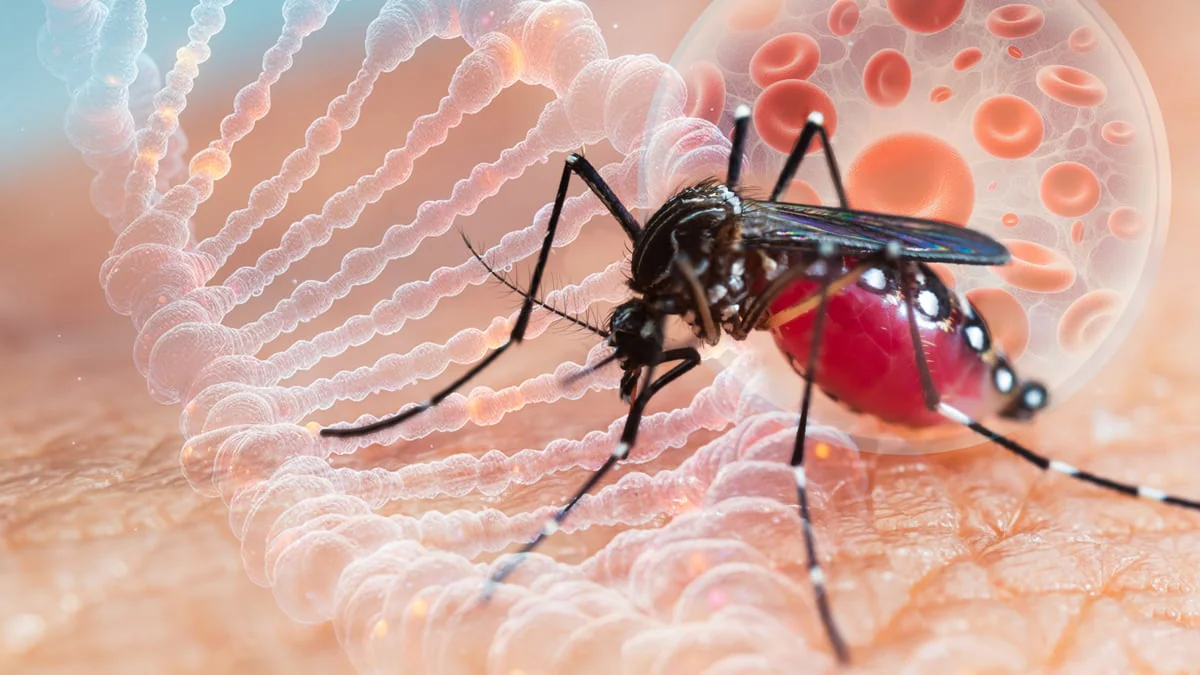 tigermuecke-chikungunya-virus