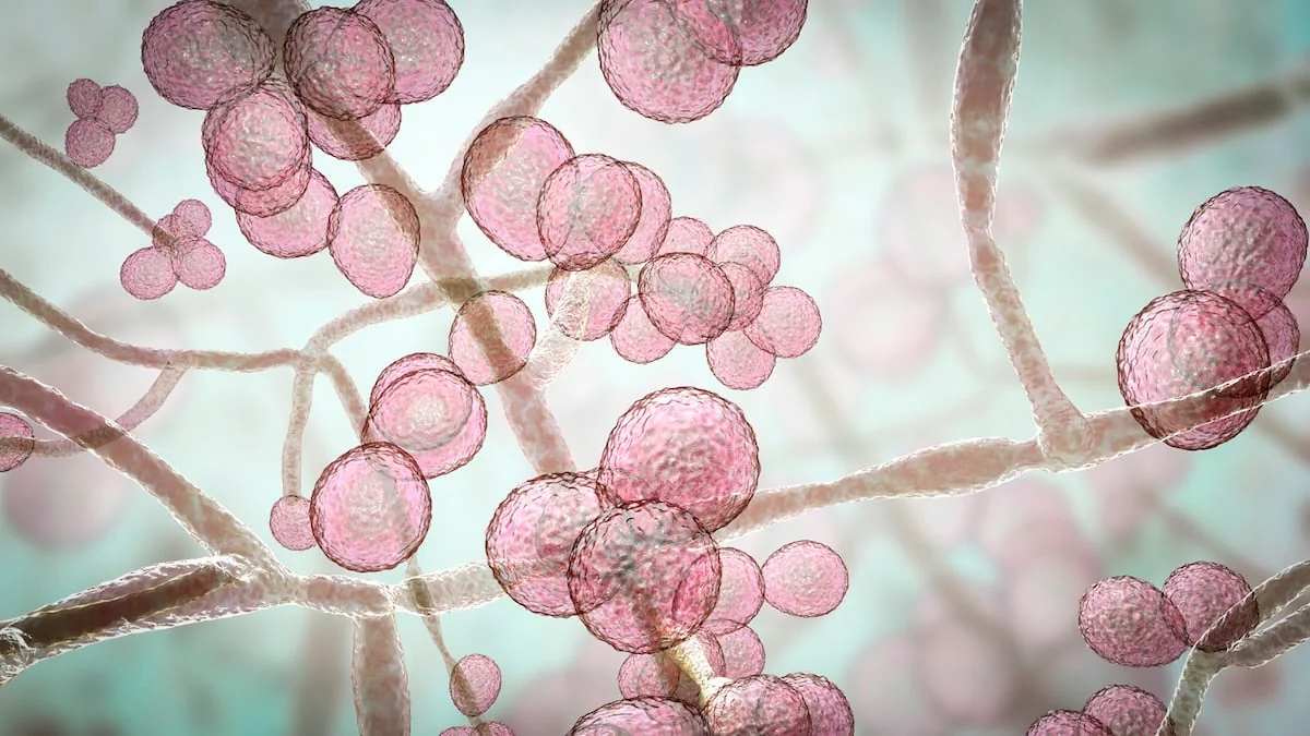 candida-auris-krankenhauspilz