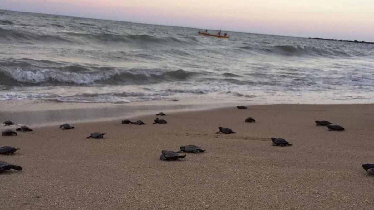 Brasilien: 97 vom Aussterben bedrohte Schildkrötenbabys geschlüpft