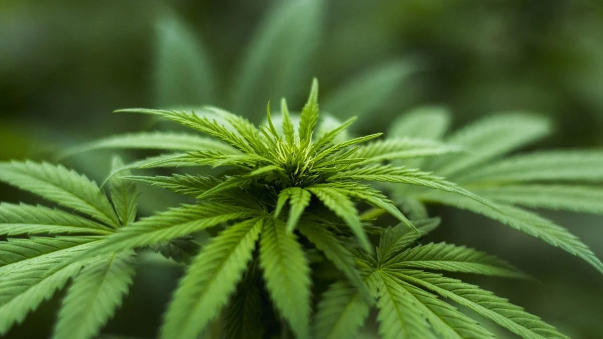 Drogenpolitik: Mexiko ist kurz davor, Cannabis zu legalisieren