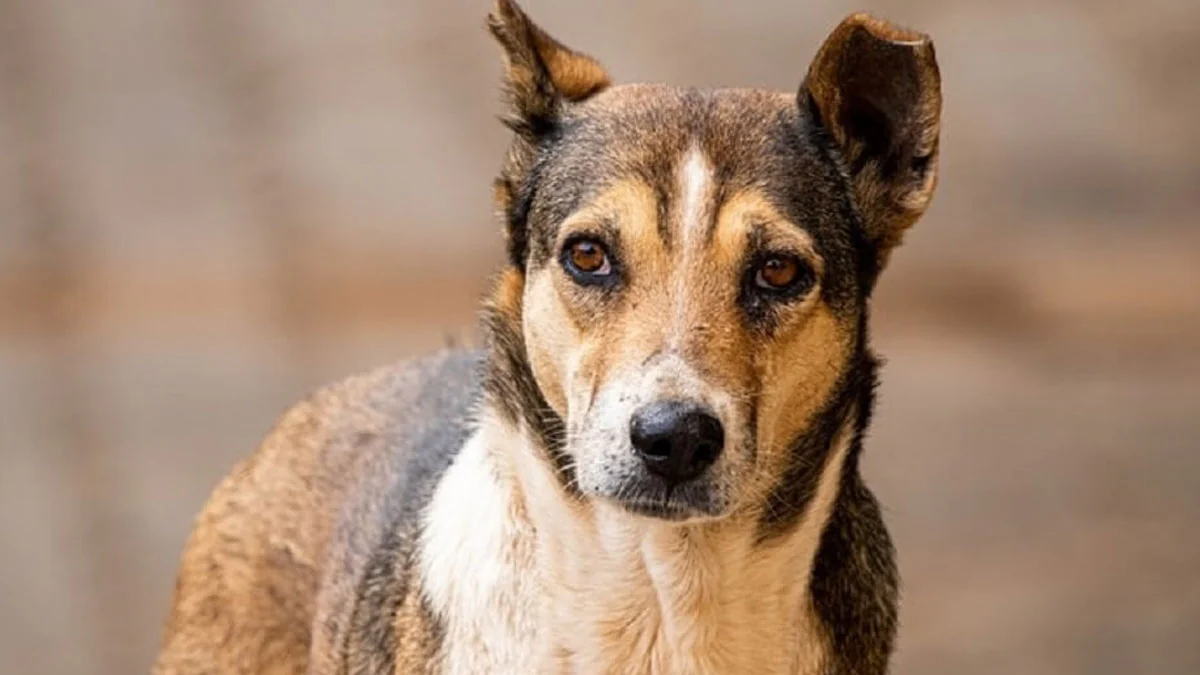 Zhuhai: Zweite chinesische Stadt verbietet den Verzehr von Hunde- und Katzenfleisch