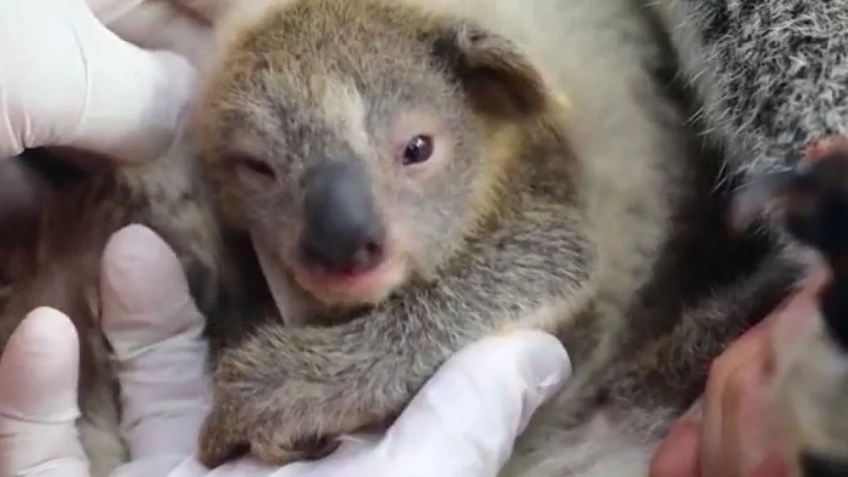 Australien: Erstes Koala-Baby nach den Waldbränden geboren