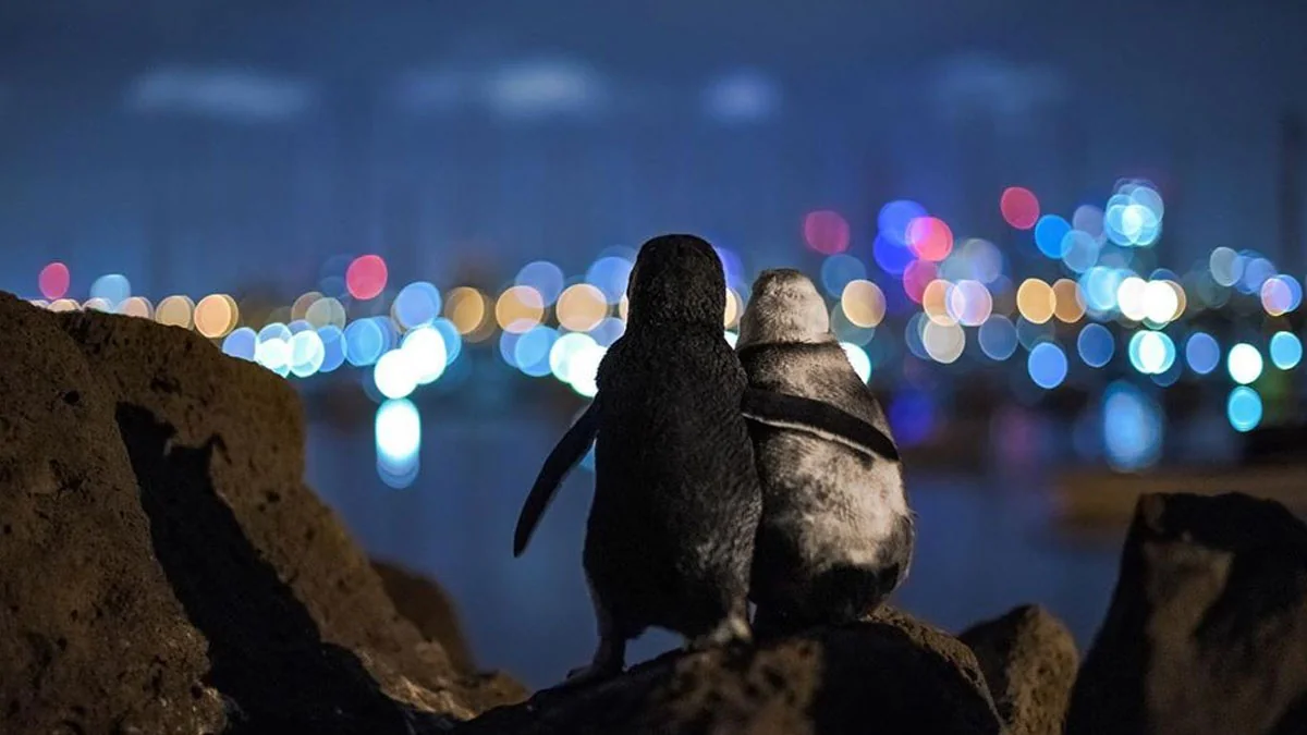 Fotograf zeigt Video von verwitweten Pinguinen, die die Herzen der Welt erobern