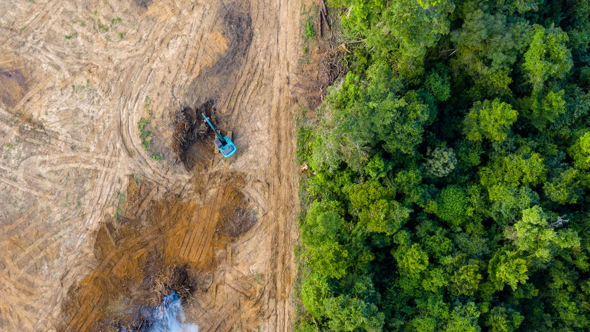 Amazonas-Regenwald: Im Jahr 2021 könnte er nicht mehr zu retten sein