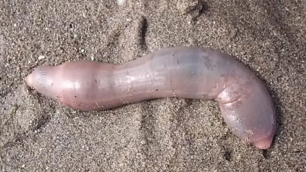 Kalifornien: Tausende Penisfische an Küste entdeckt