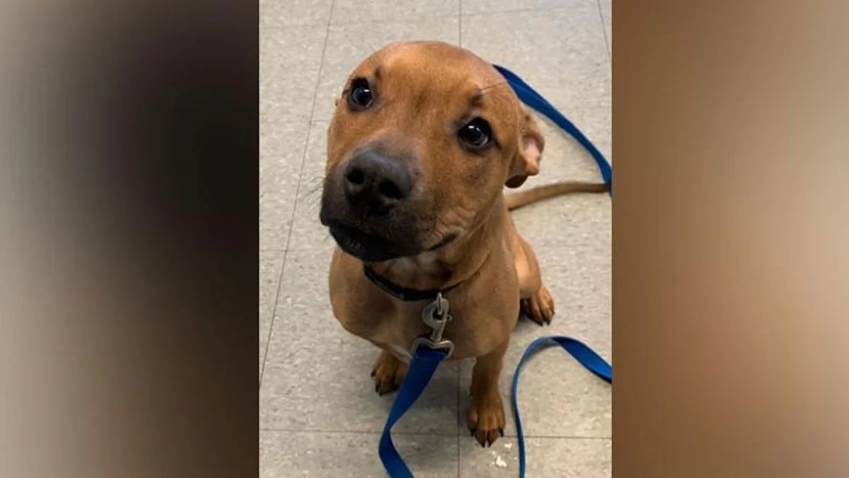 New York: Pizzeria liefert Kartons mit Hundefotos aus, damit sie ein neues Zuhause finden