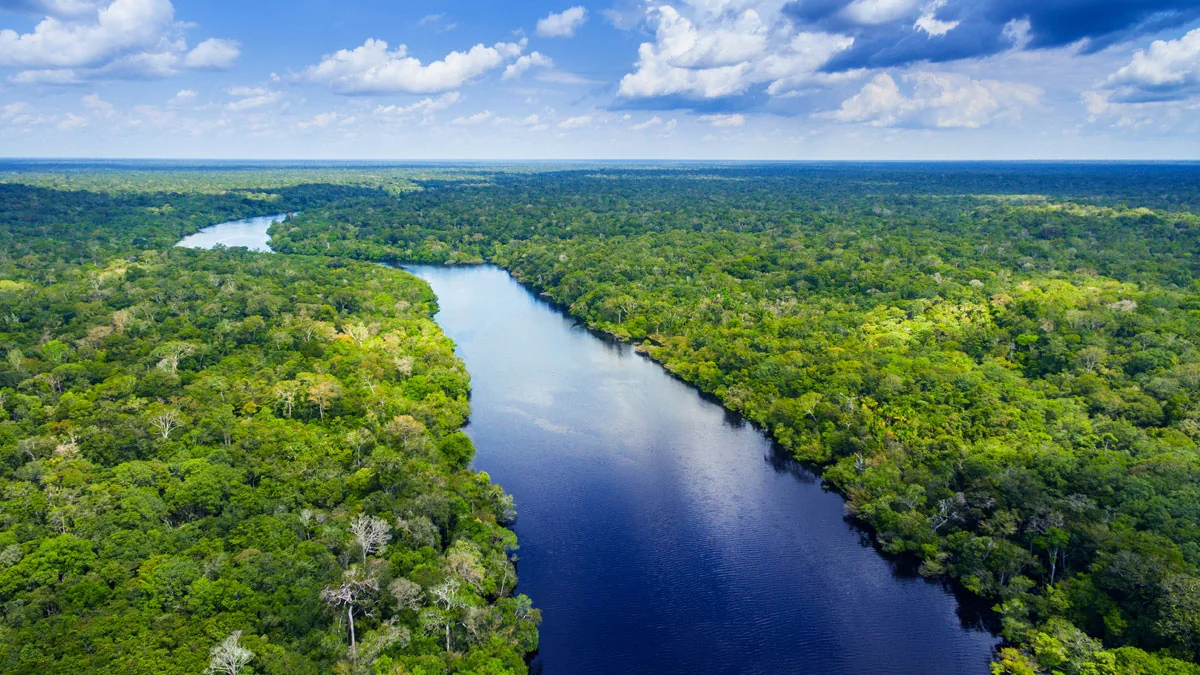 Amazonas-Regenwald: Im Jahr 2021 könnte er nicht mehr zu retten sein
