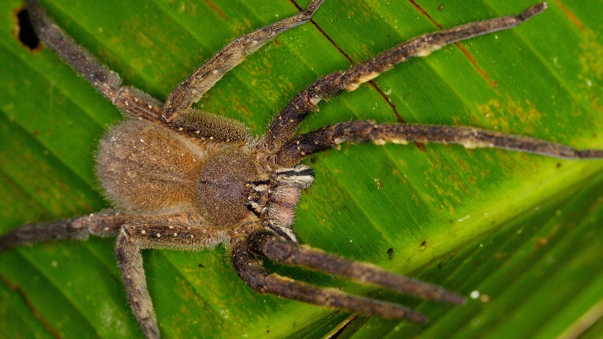 7 interessante Fakten über Spinnen