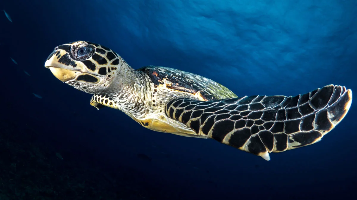 Brasilien: 97 vom Aussterben bedrohte Schildkrötenbabys geschlüpft