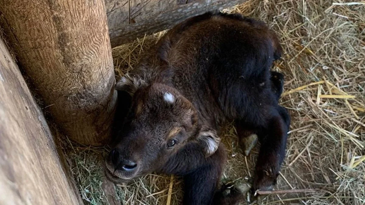 Französischer Tierpark: Vom Aussterben bedrohtes Takin-Baby geboren