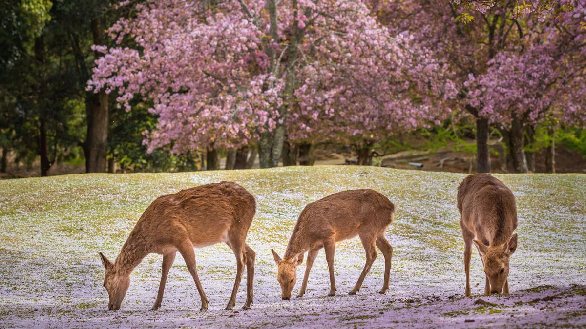 Nara-Park: Hirsche entspannen sich während der Kirschblüte
